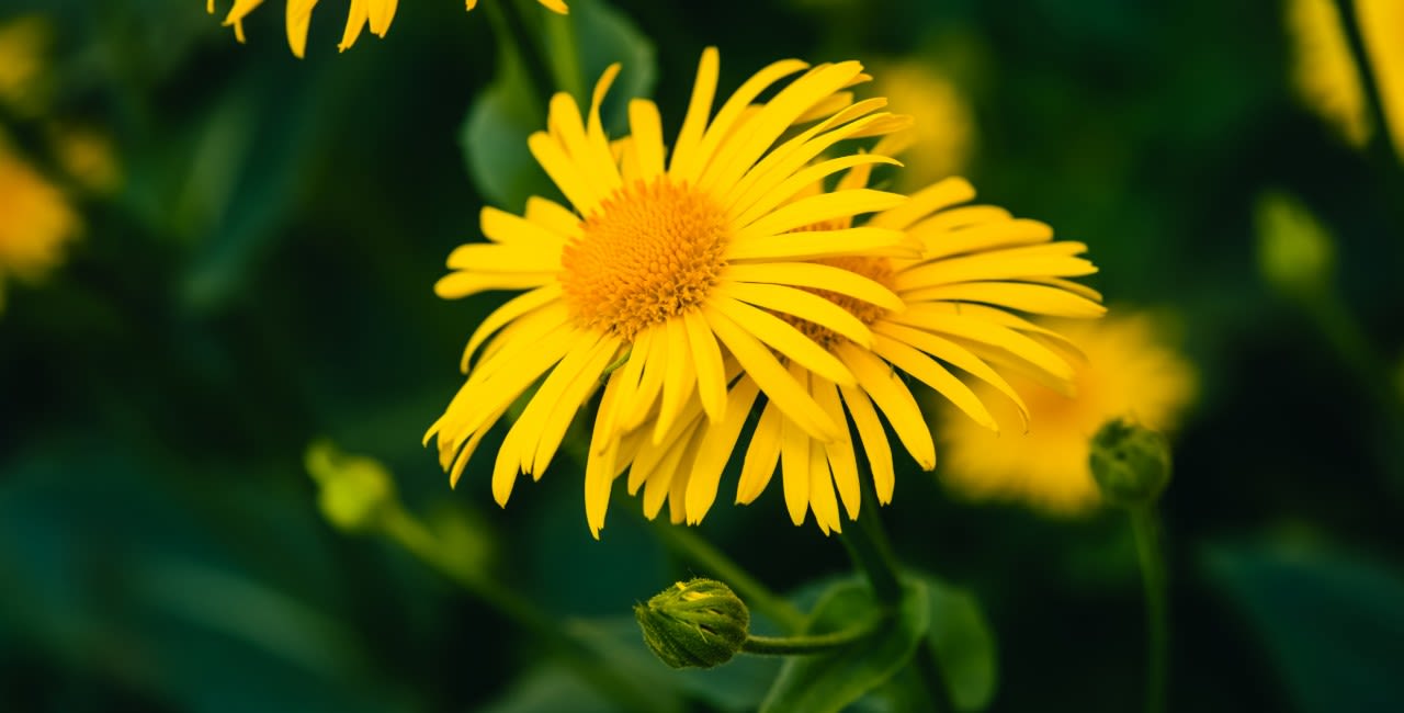 Magazine | Arnica un rimedio vegetale dalle molteplici proprietà