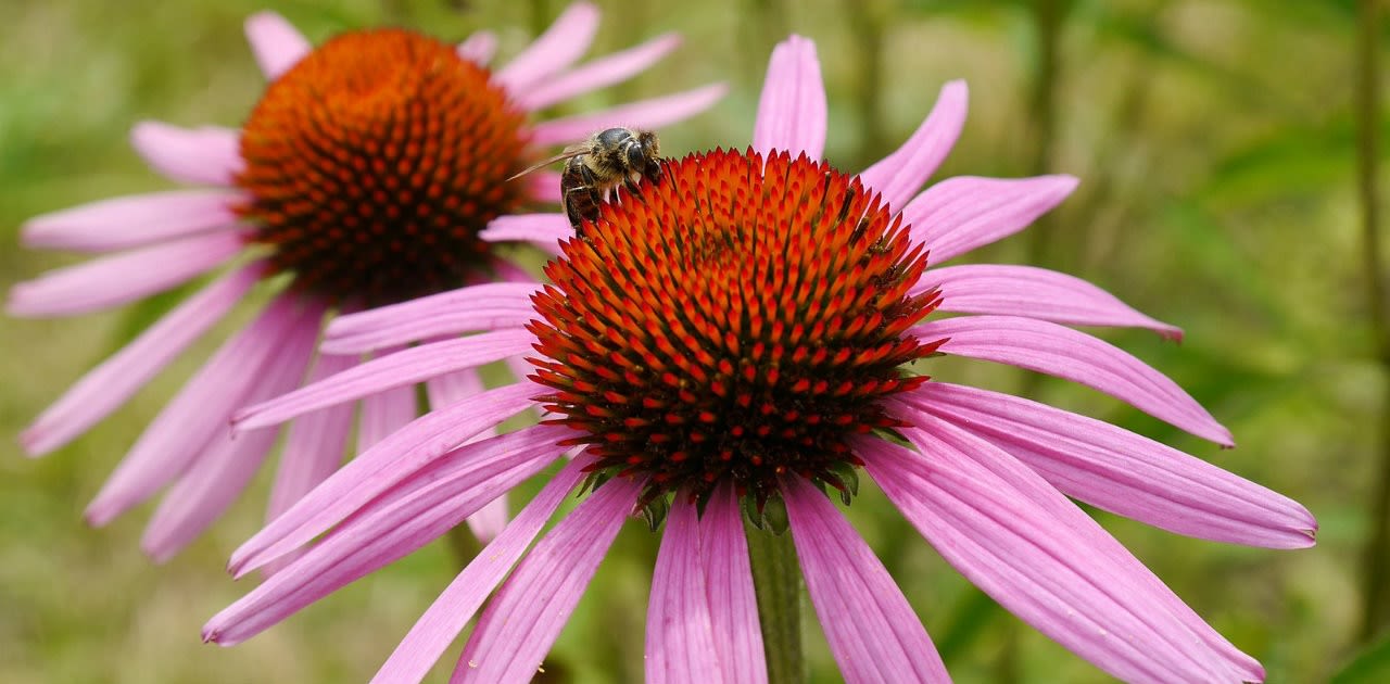 Magazine | Echinacea un aiuto naturale per le difese immunitarie