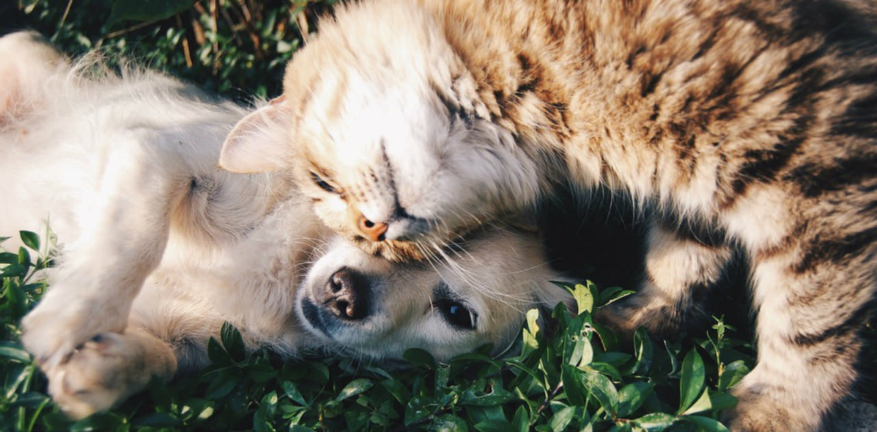 Magazine | Cane e gatto la giusta igiene delle orecchie