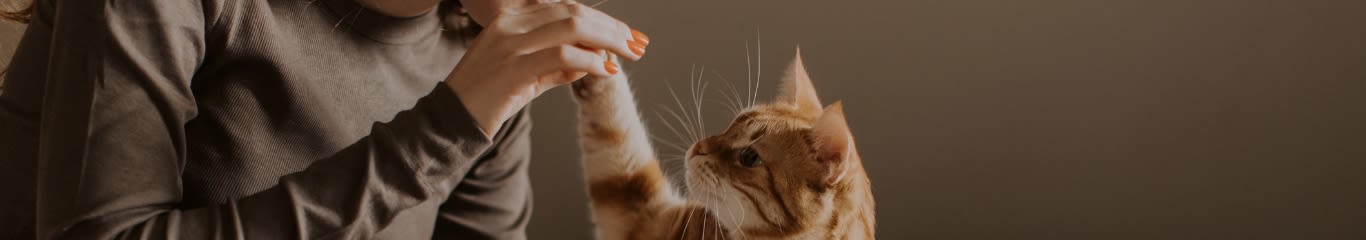 Integratori per gatti: quando e perché usarli