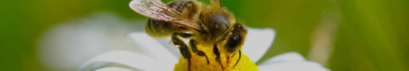 image - La Giornata Mondiale delle Api: Un Inno alla Vita e alla Nostra Salute