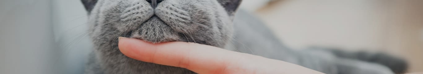 image - Addestramento del gatto: come educarlo in modo efficace e sereno