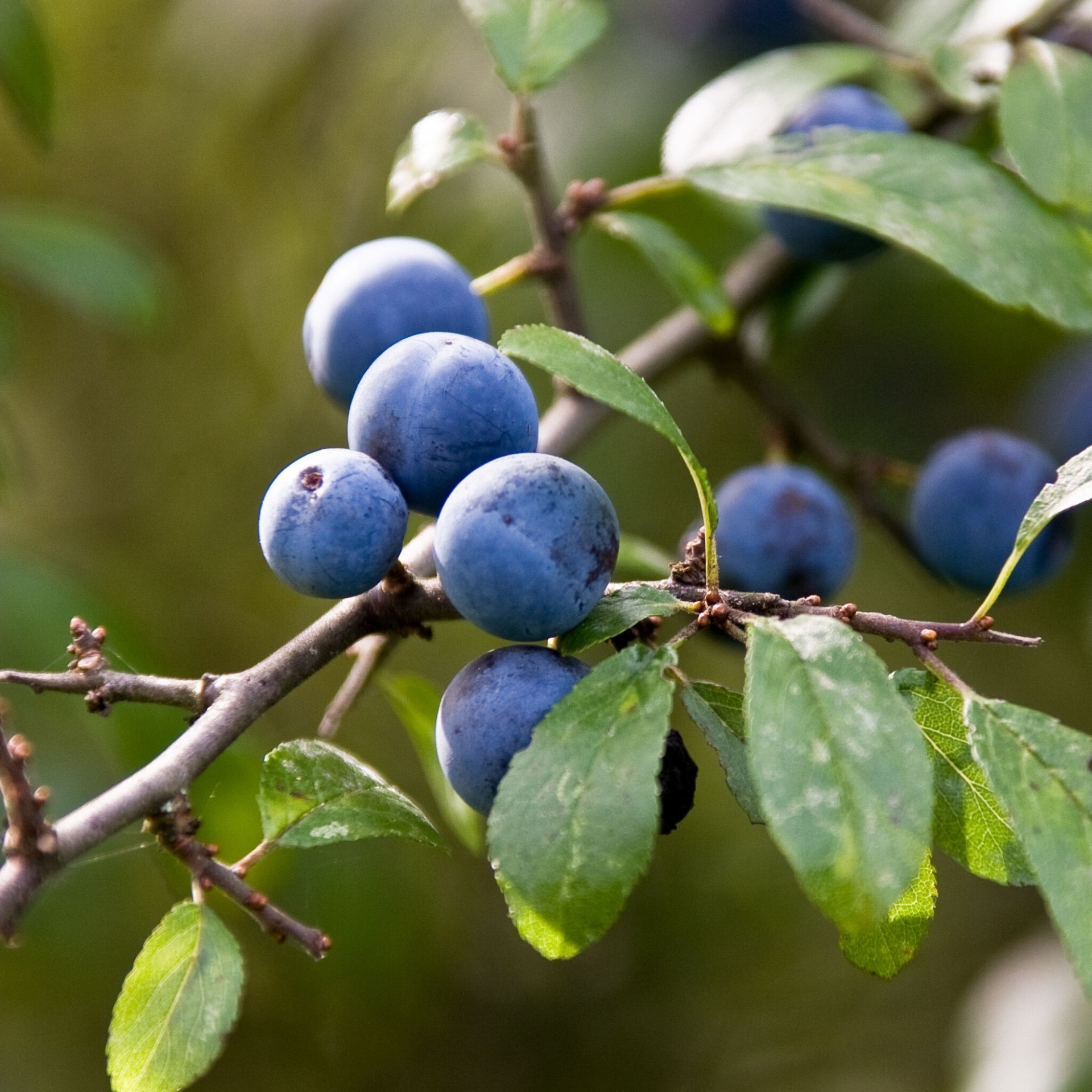 image - 934711387 - DR HAUSCHKA OLIO TRATTANTE CORPO PRUGNOLO 75 ML - 4723243_8.jpg