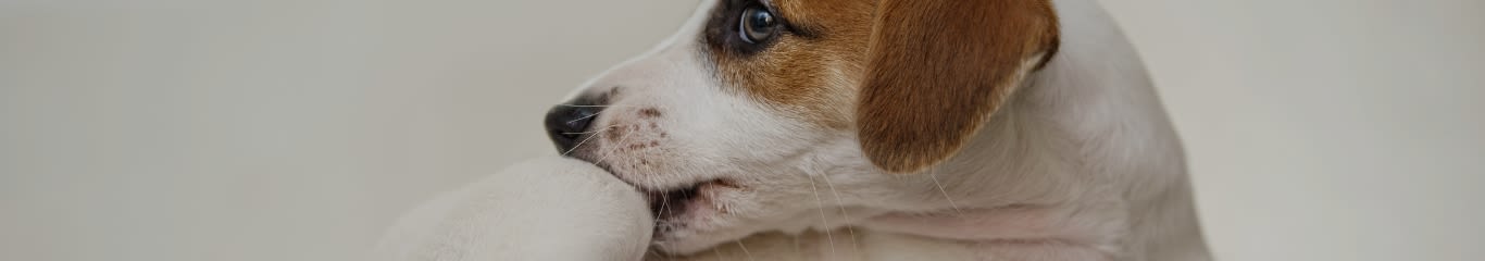 Pulci nel Cane: sintomi e rimedi