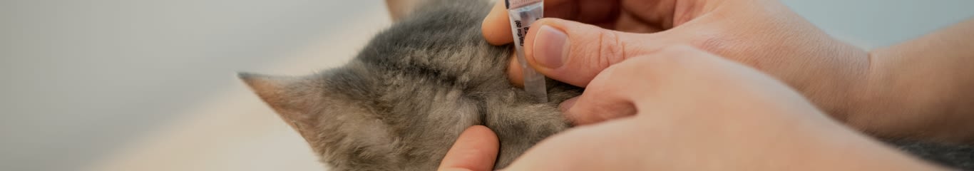 image - Come riconoscere le zecche nei gatti: guida pratica per proteggere il tuo felino