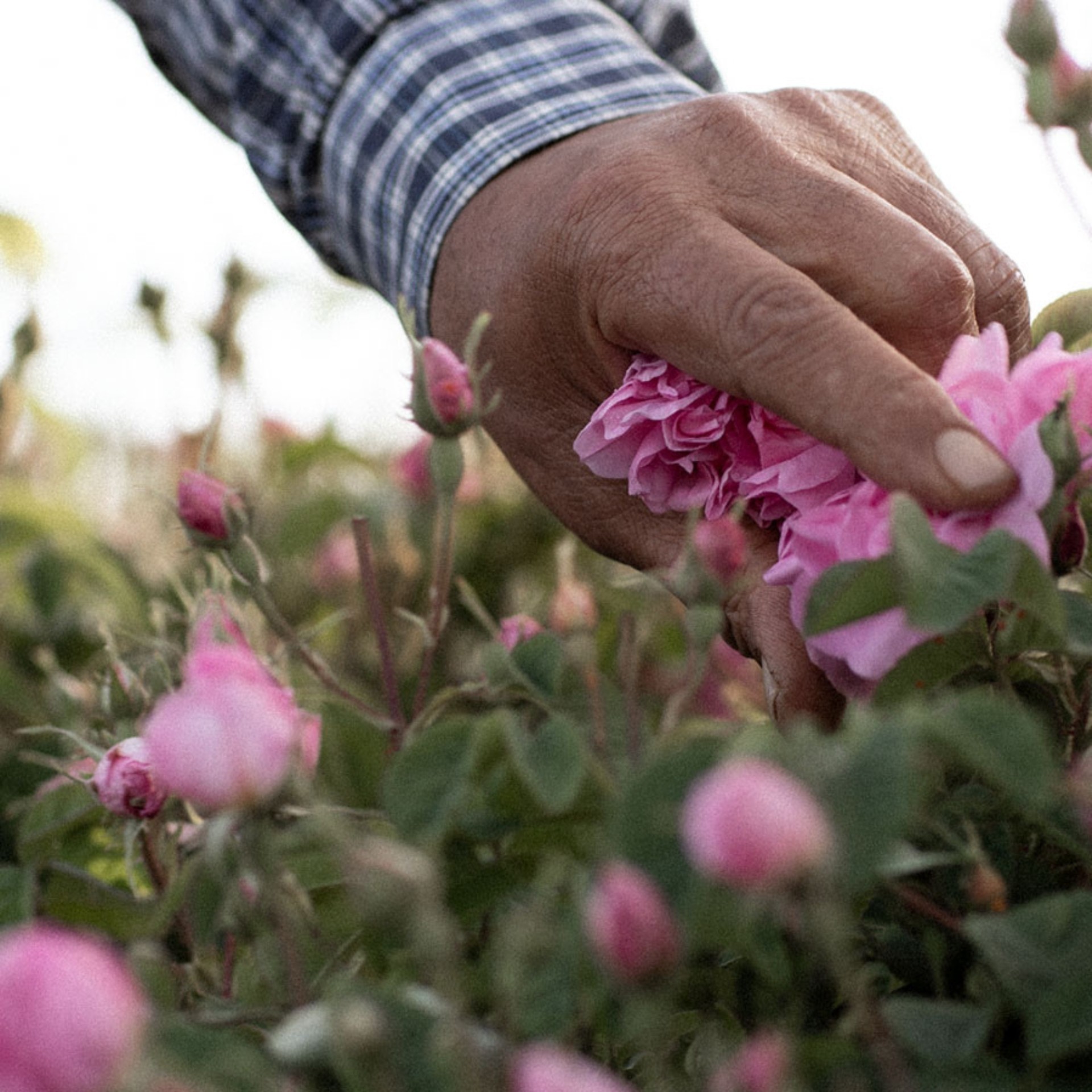 image - 934711678 - DR HAUSCHKA OLIO TRATTANTE CORPO ROSA 75 ML - 4723257_8.jpg