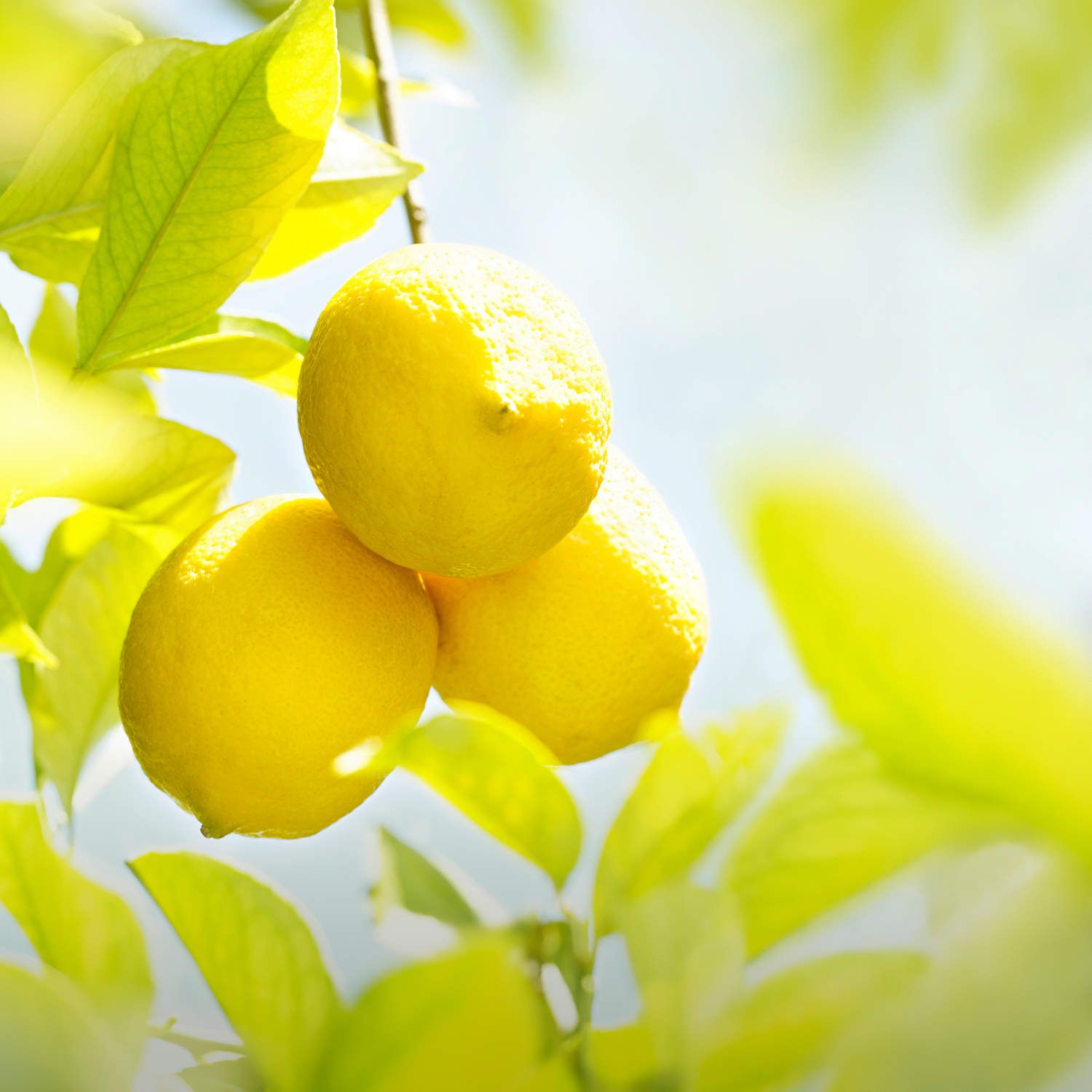 image - 983273564 - Weleda Crema Fluida Idratante 24h Limone 200ml - 4739484_4.jpg