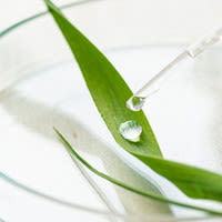 image - foglia avena