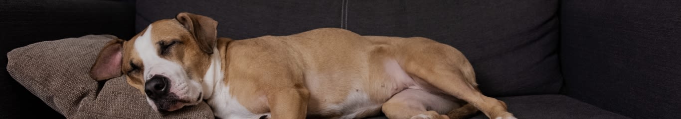 image - Cane irrequieto? Ecco come aiutarlo a ritrovare la calma