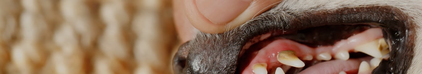 Denti dei cani: cura della carie