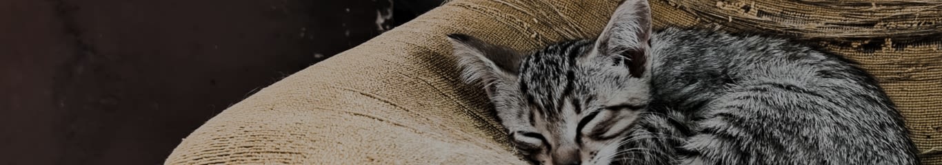 Integratori per gatti anziani: come supportare salute e vitalità con soluzioni mirate