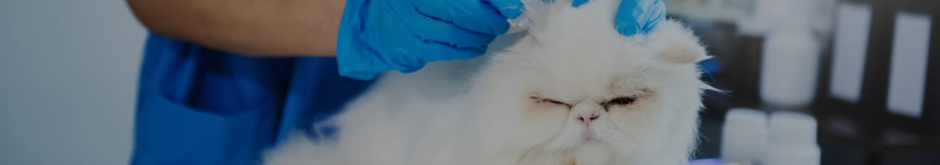 FIV nel gatto: cos'è, come si trasmette e come proteggere il tuo micio