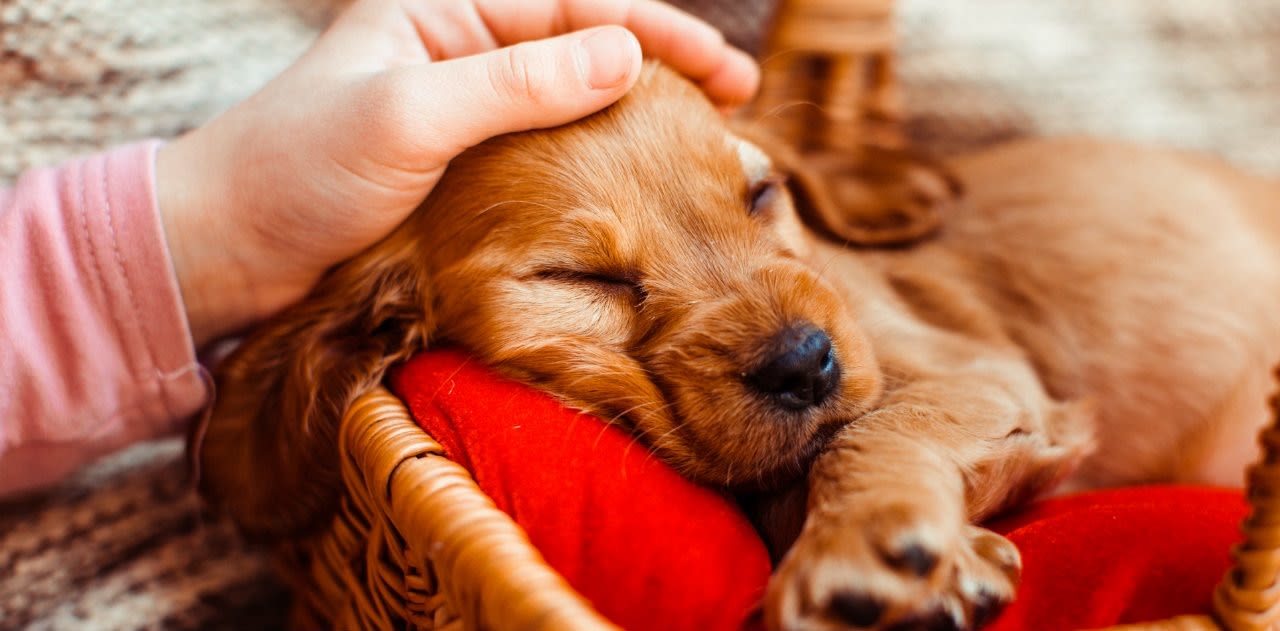 Magazine | Otite nei cani sintomi e cure