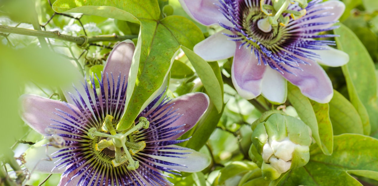 Magazine | Proprietà terapeutiche e benefici della passiflora