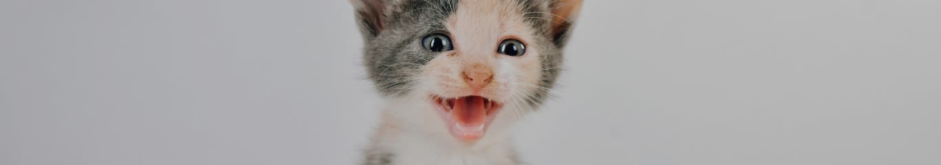 Perché il gatto miagola? Scopri i diversi significati e come rispondere