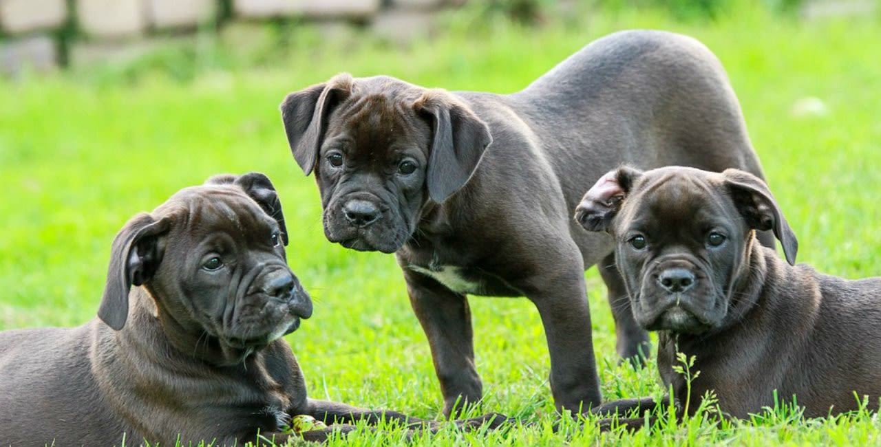 Magazine | Prevenire le pulci nei cani consigli utili