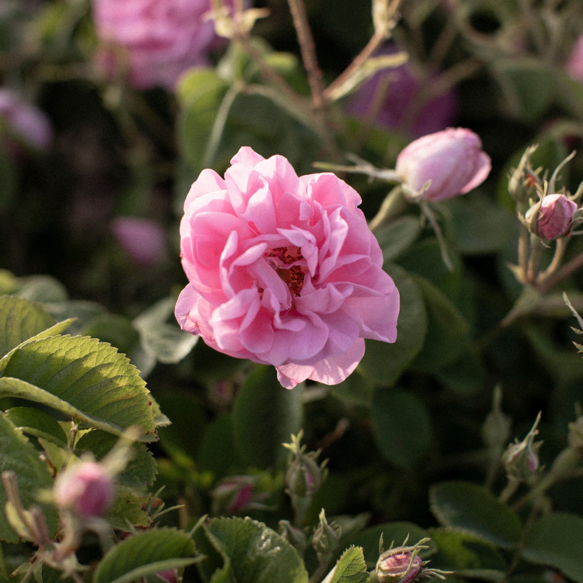 image - 934711413 - DR HAUSCHKA BALSAMO PER IL CORPO ROSA 145 ML - 4723245_8.jpg