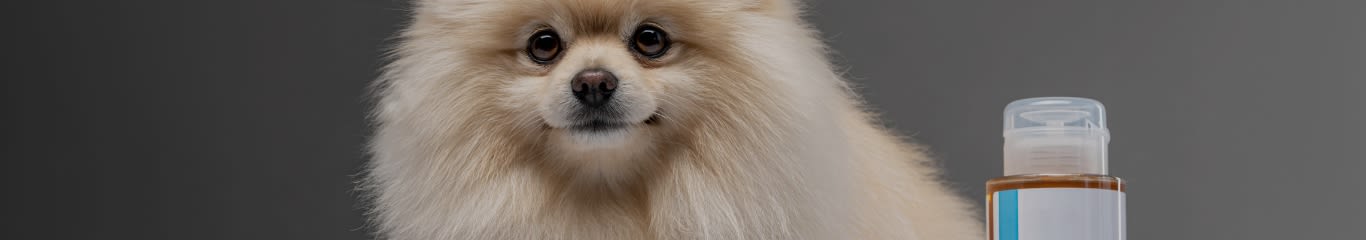 Shampoo a secco per cani: igiene pratica e veloce