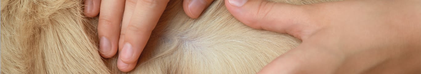 Zecche nei cani: sintomi, pericoli e come proteggerli