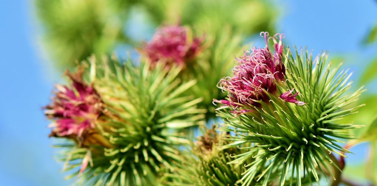 image - Magazine | Bardana un valido aiuto per la pelle