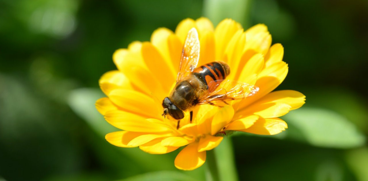 Magazine | Le proprietà protettive della cera d’api