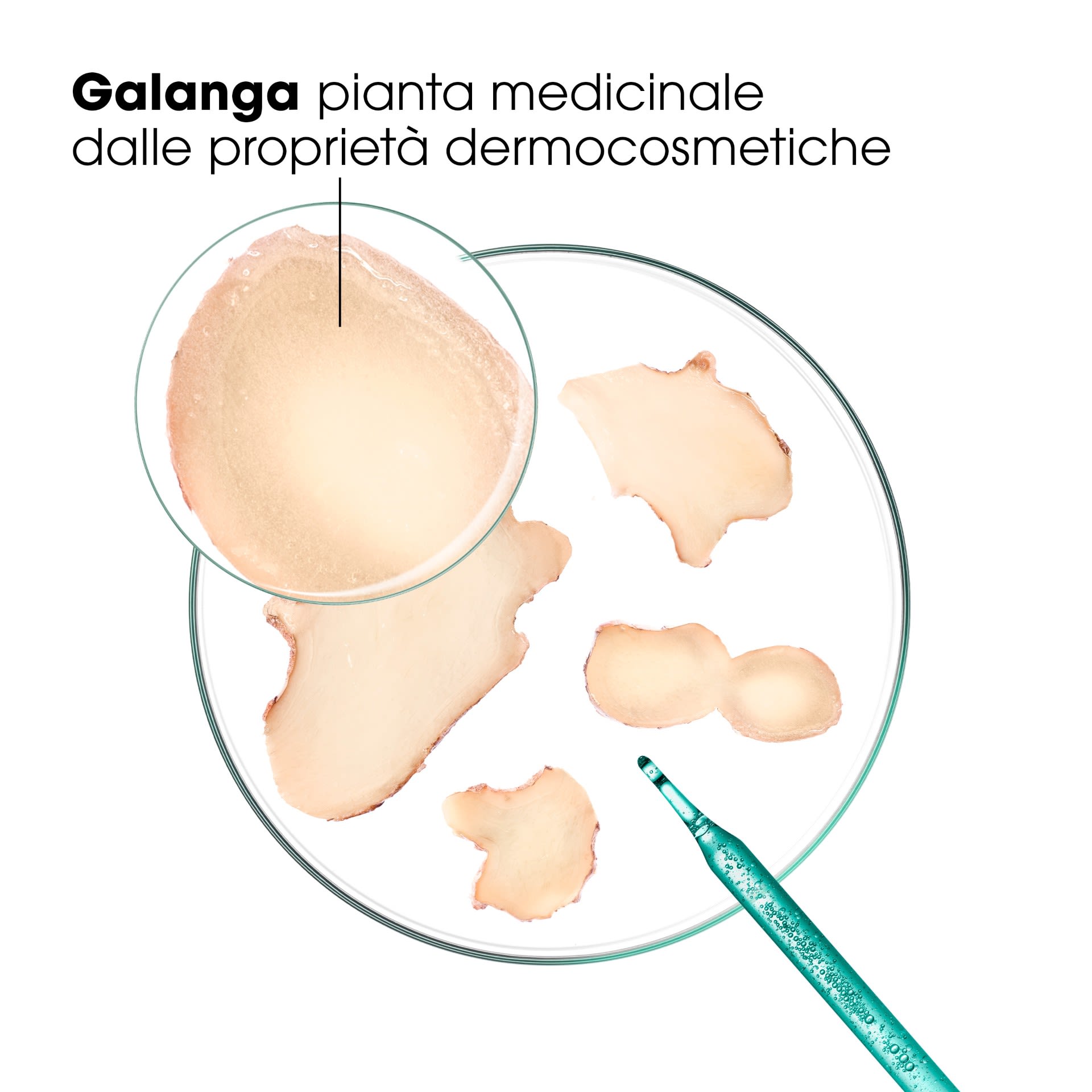 951124890 - KLORANE SHAMPOO TRATTANTE & RIEQUILIBRANTE GALANGA 400 ML 25 - 4842965_3.jpg