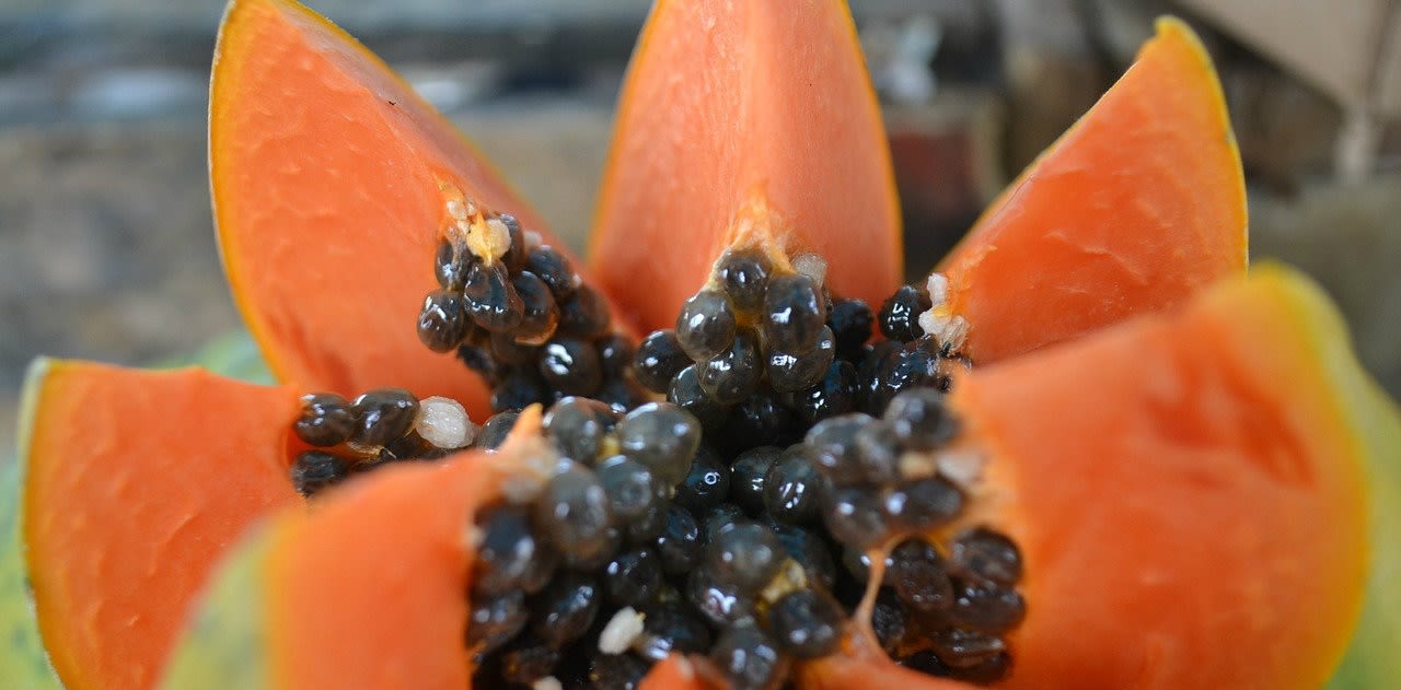 Magazine | Papaya fermentata a cosa serve