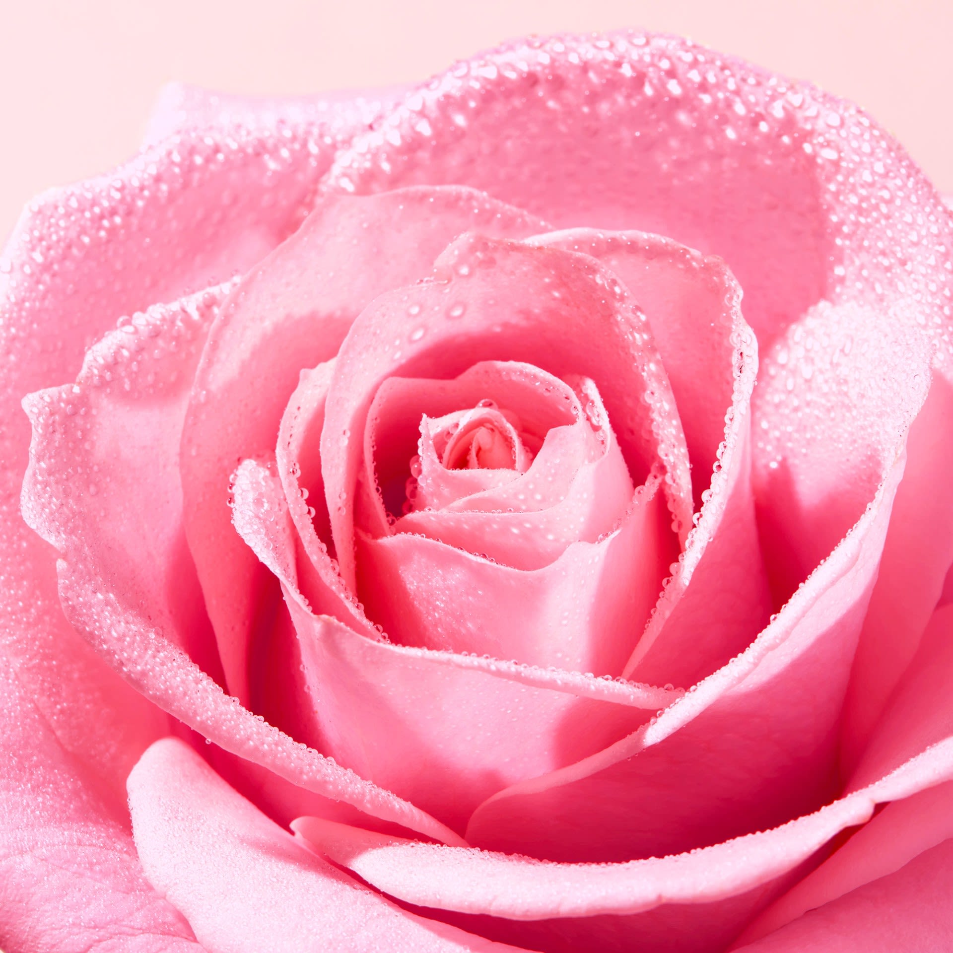 image - 989893159 - NUXE VERY ROSE SOOTHING CLEANSING GEL 150 ML - 4804860_3.jpg