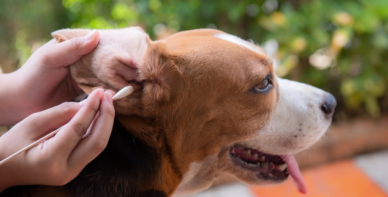 Magazine | Come pulire le orecchie del cane?