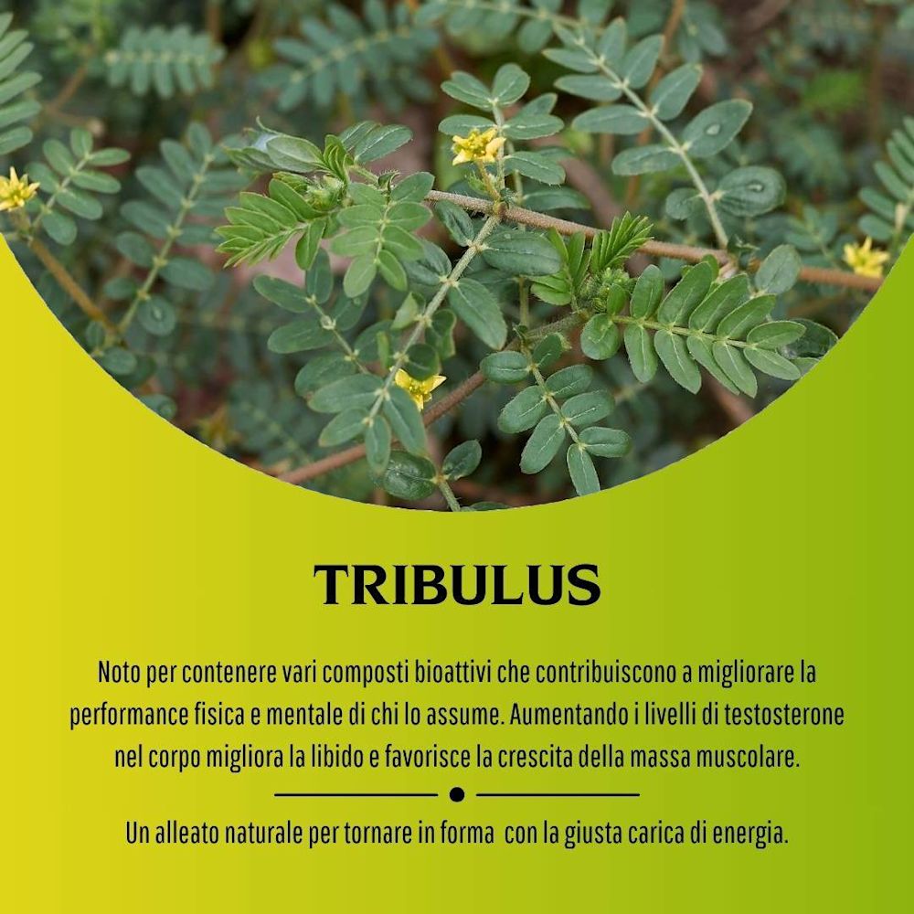 906084963 - TRIBULUS 100 CAPSULE - 7885525_5.jpg