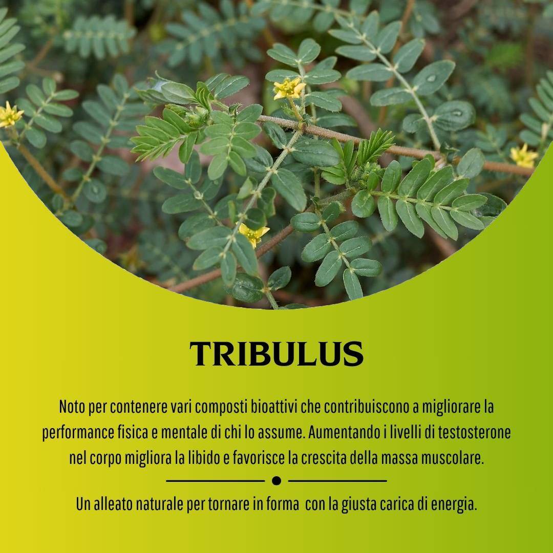 906084963 - TRIBULUS 100 CAPSULE - 7885525_5.jpg