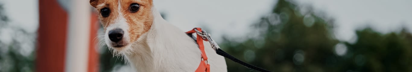 Linguaggio del corpo del cane: la guida completa