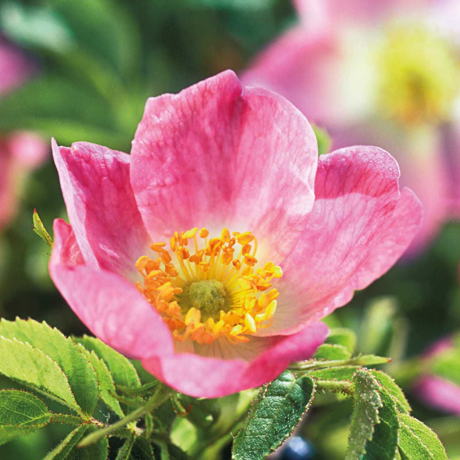 image - 983273626 - Weleda Crema Fluida Levigante Rosa Mosqueta 200ml - 4739488_4.jpg