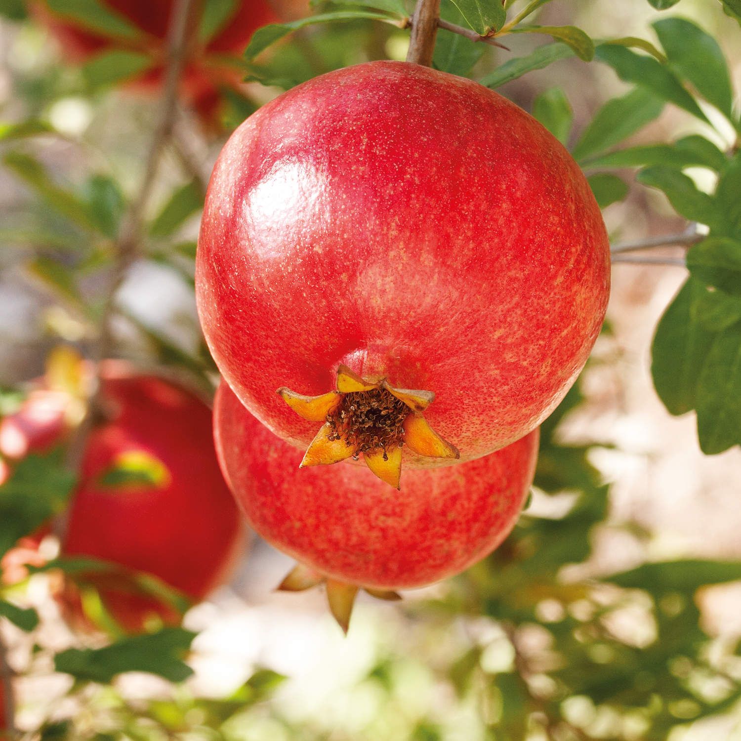 image - 983273588 - Weleda Crema Fluida Rigenerante Melograno 200ml - 4739486_4.jpg