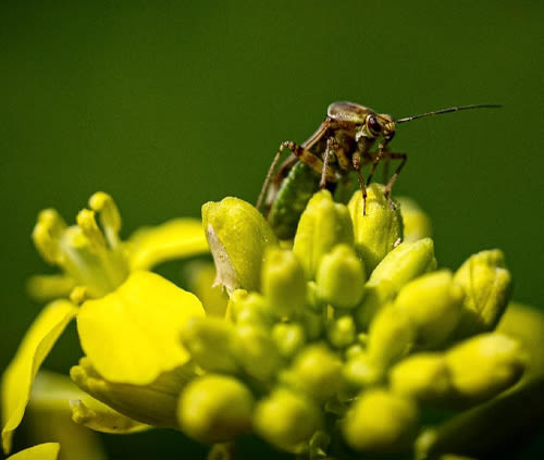 image - img descrizione Aboca