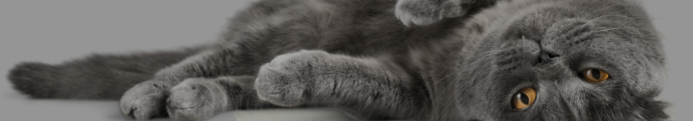 image - FeLV nel gatto: tutto ciò che devi sapere sulla leucemia felina