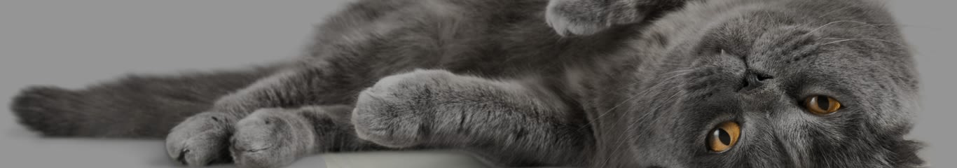 FeLV nel gatto: tutto ciò che devi sapere sulla leucemia felina