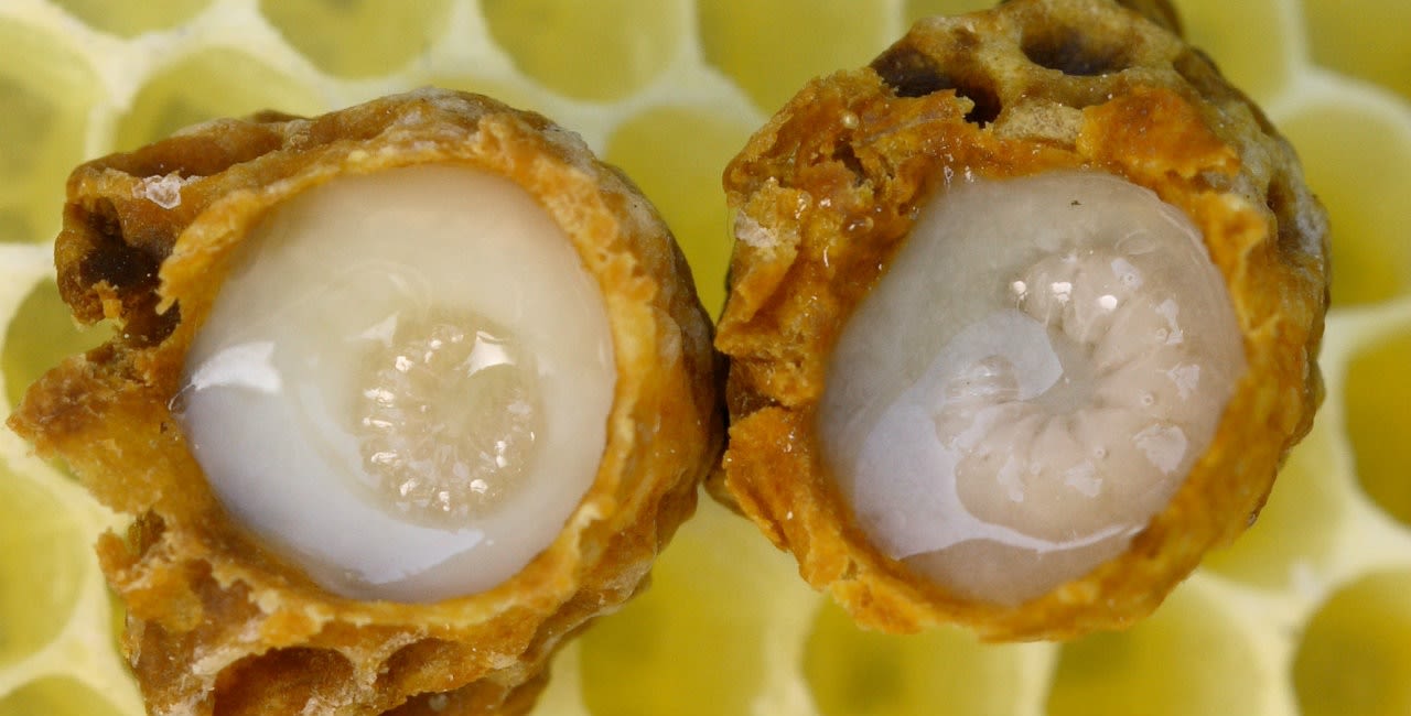 image - Magazine | Pappa reale un prezioso alleato per la nostra salute