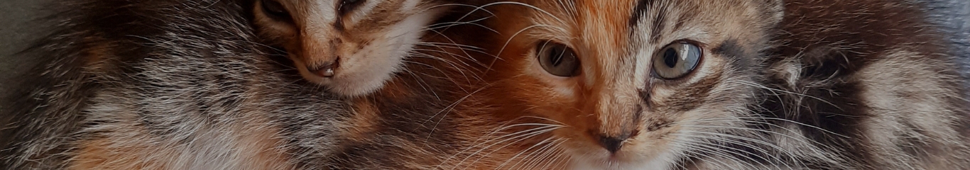 image - Gatti con le pulci: sintomi, rimedi e trattamenti efficaci