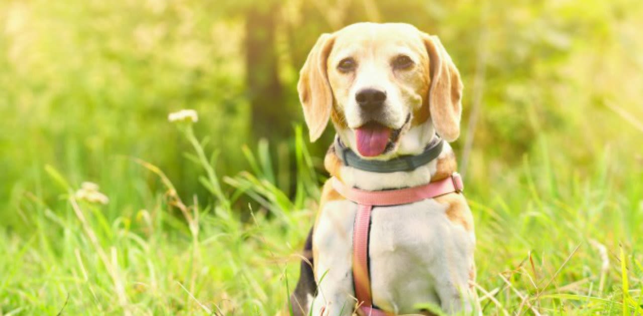 image - Magazine | Problemi legati all'accrescimento del cane intervenire ai primi segnali