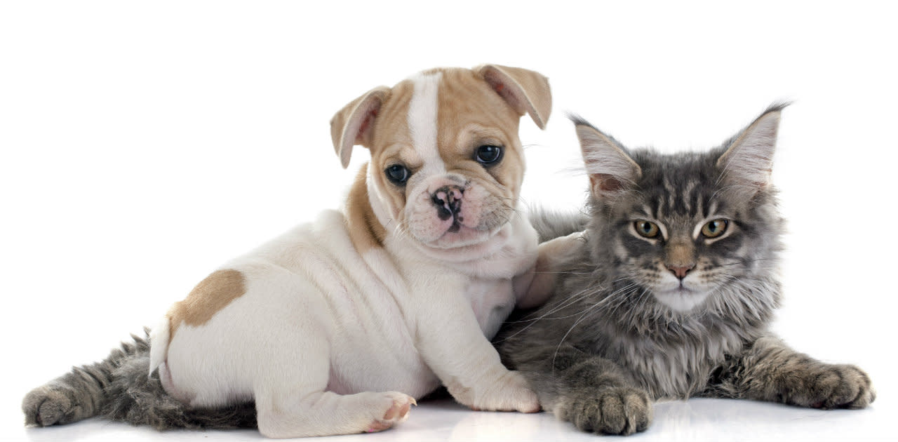 Magazine | Quanto mettere l'antiparassitario al cane o al gatto?