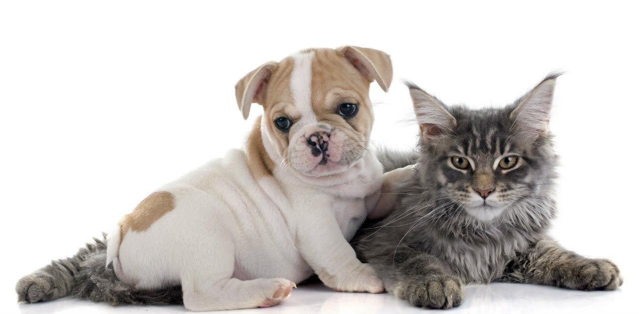 Quando mettere l'antiparassitario al cane o al gatto?