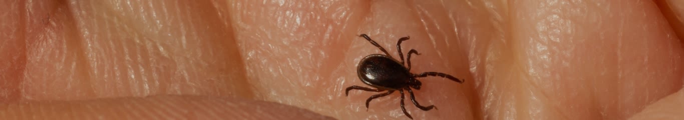 image - Paralisi da Zecca nel Cane