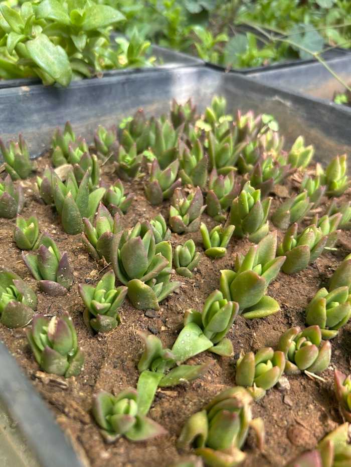 The Plant Itself
