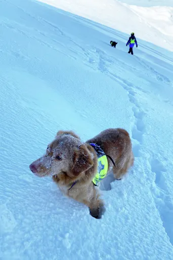 Rescuing dog of Svalbard