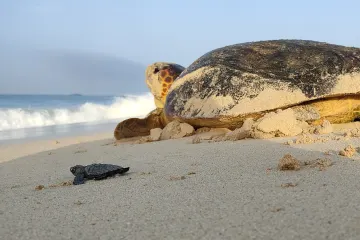 Through regular beach patrols, approximately 40 kilometres of nesting beach are now actively protected each summer.