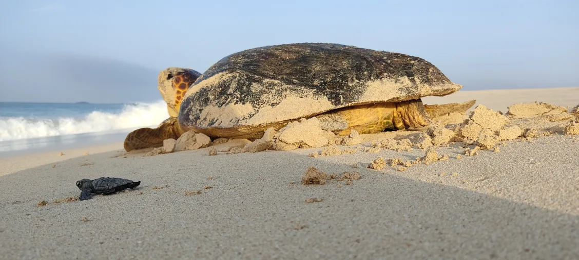 Safeguarding Nesting Turtles with Poacher Patrols and Community Engagement
