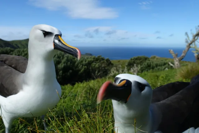 Albatros in Galapagos