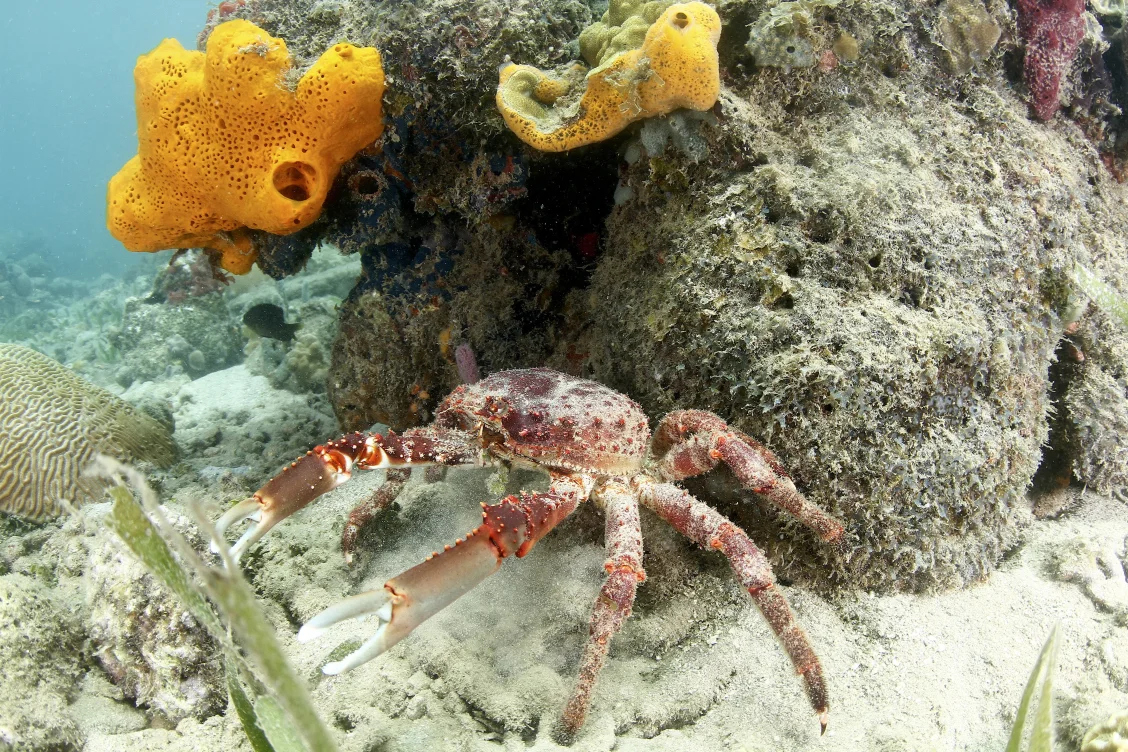 After 20 years without any surveying, MarAlliance is leading a project to gather critical information on the state of the reef ecosystems needed by local communities and the Guna General Congress.