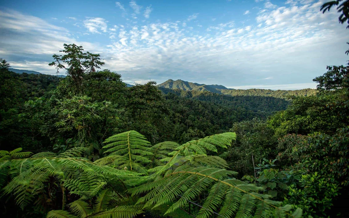  Since 2002 the reserve has grown from 800 to over 2,900 hectares of rain and cloud forest.